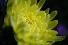 黄菊。。