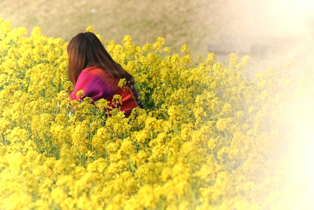 菜の花がーる。。
