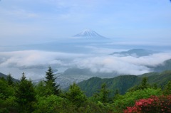 新緑に紅一点。。