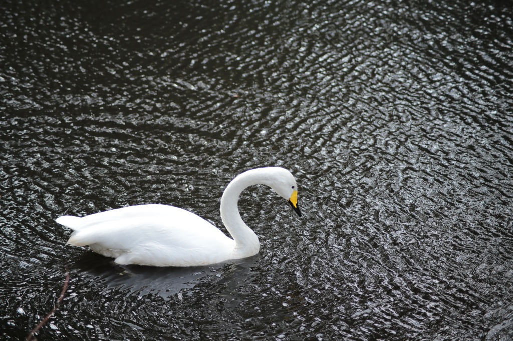 白鳥と水面。。