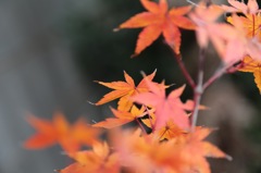 奥紅葉。。