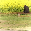 菜の花ベンチ。。