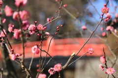 城下の紅梅