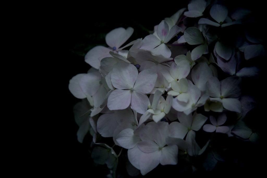 紫陽花。。