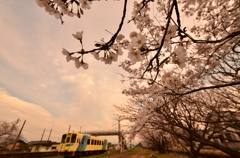 桜の咲く夕暮れに