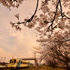 桜の咲く夕暮れに