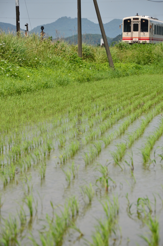 田植え後