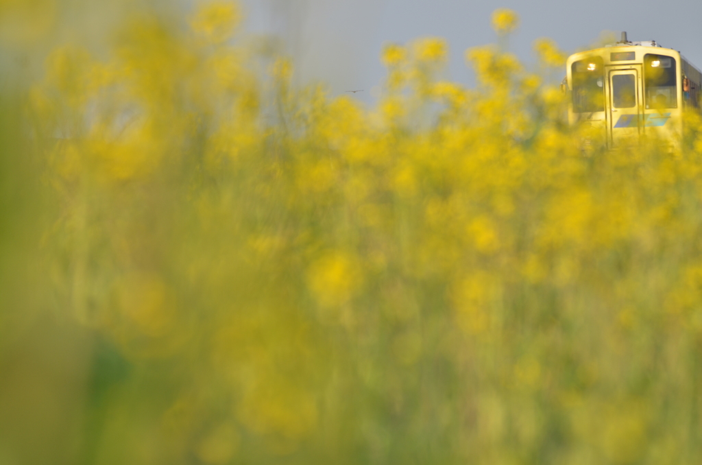 菜の花畑をゆく