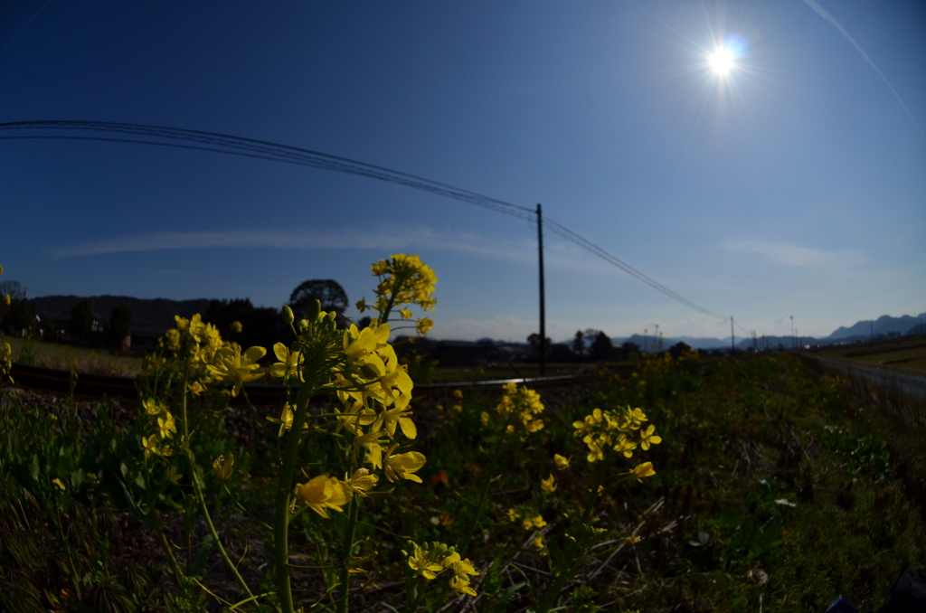 ドラマチック菜の花