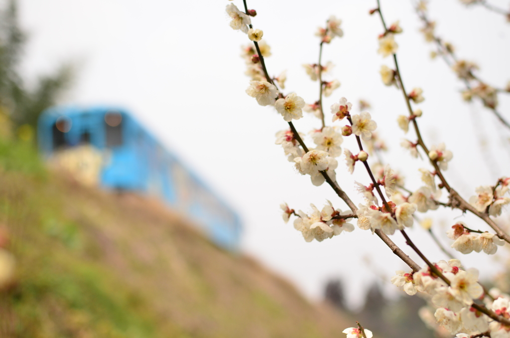 桜はまだかいな