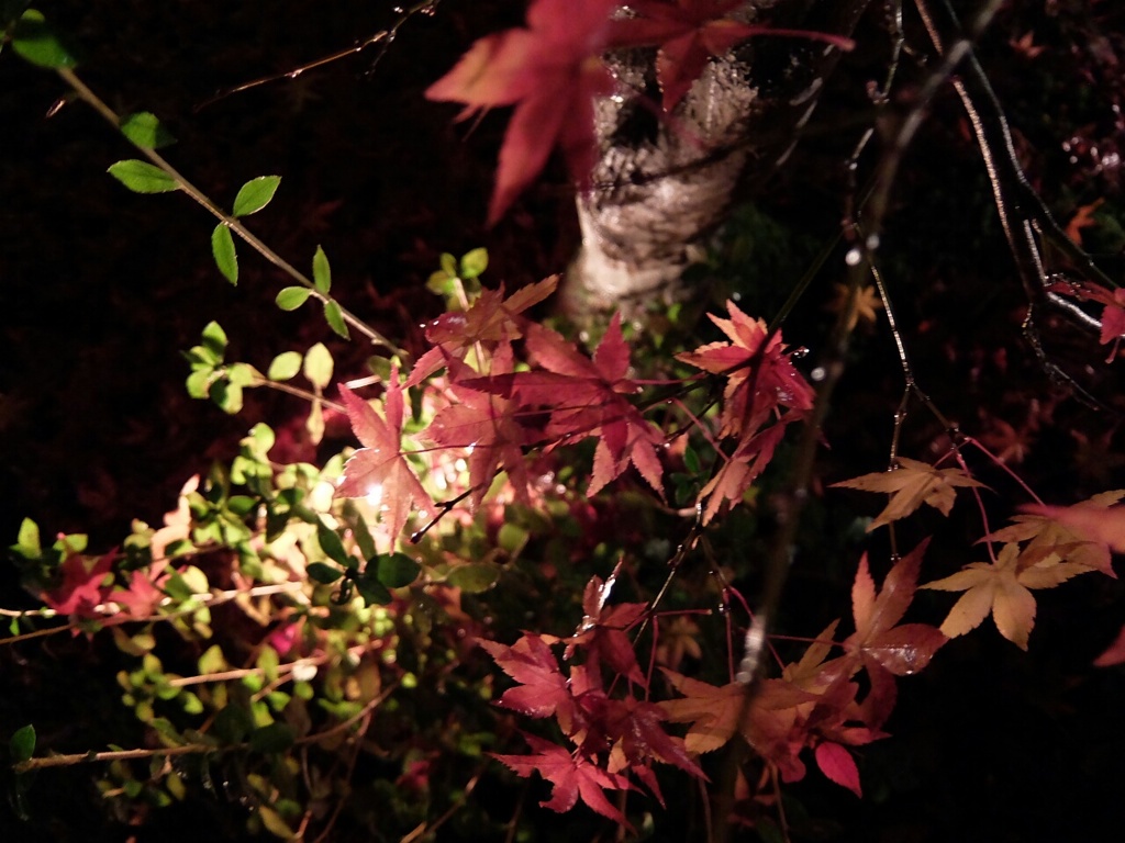上から紅葉
