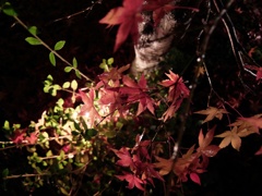 上から紅葉
