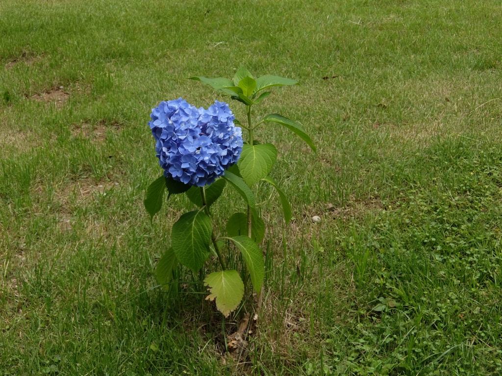 力強く咲く