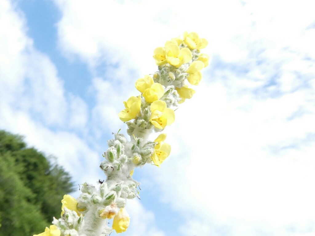 パステル