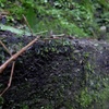 がんばれ！　※虫注意