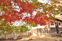 彦根城の紅葉