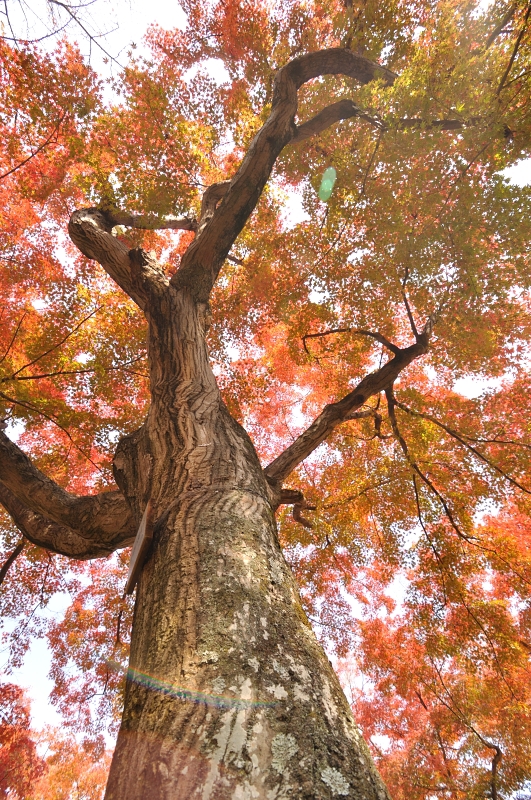 あたたかみ
