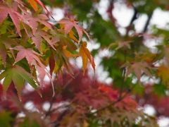 11/3嵐山