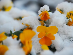 雪羽織