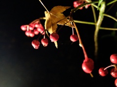 夜の南天