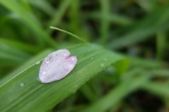 雨上がり