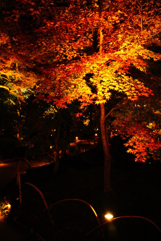 紅葉＠宝厳院1