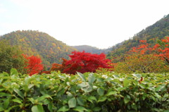 紅葉と山々