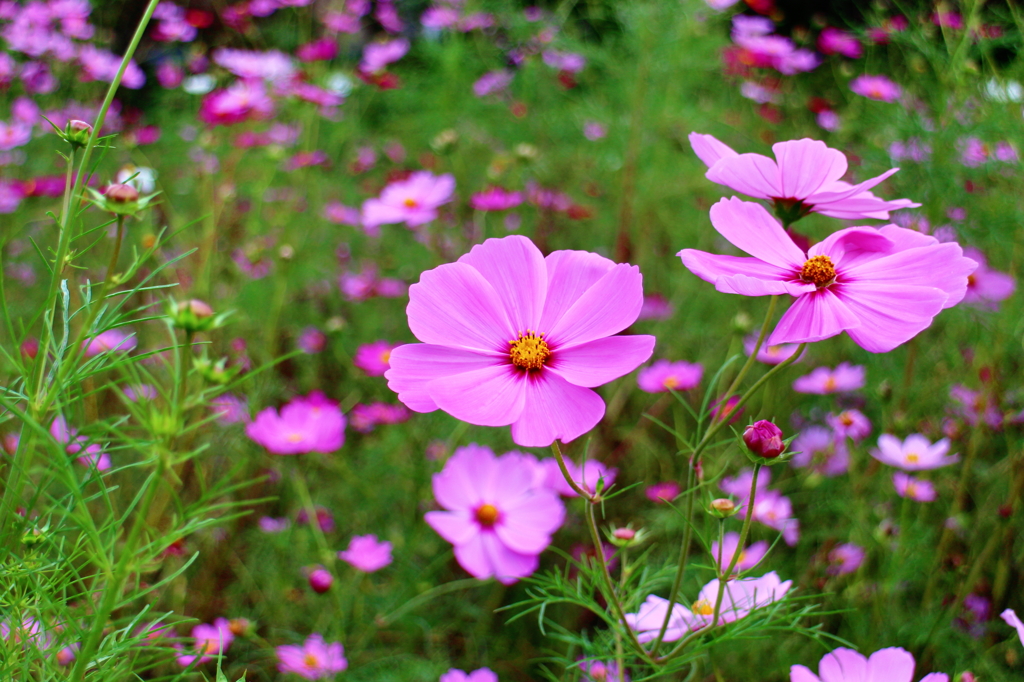 秋桜