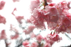 雨桜