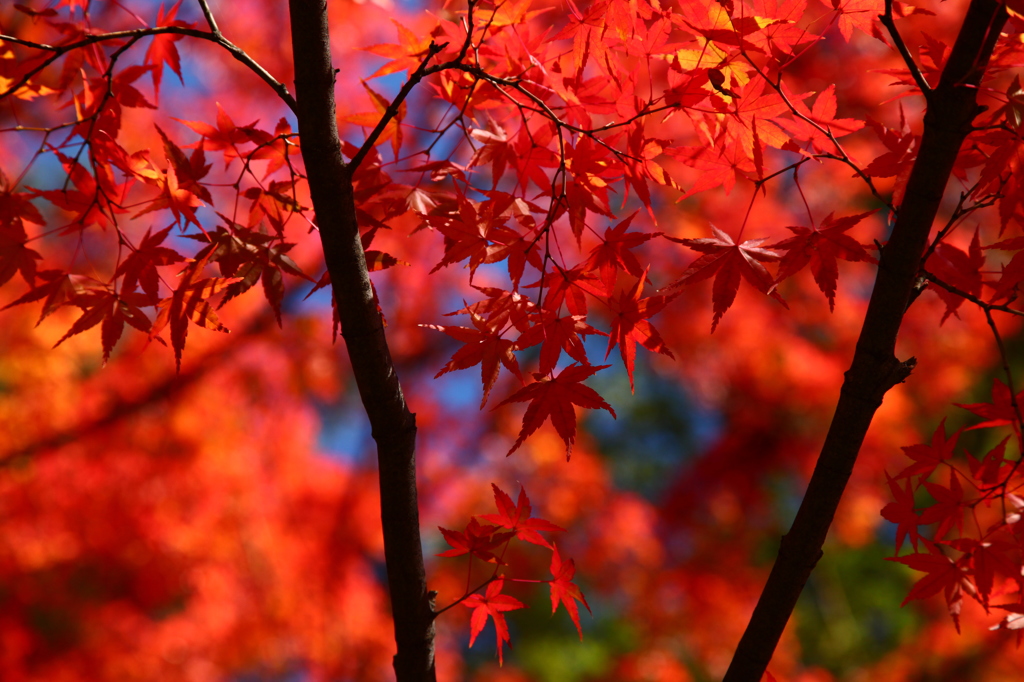 紅葉真っ盛り