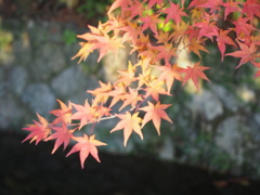 哲学の道を歩く