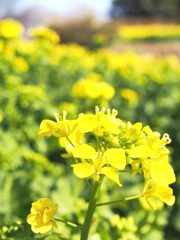 菜の花いちめん