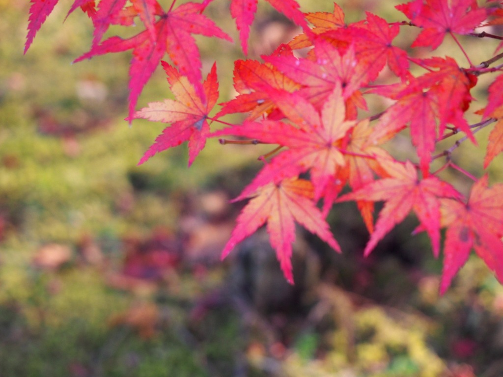 苔ともみじ