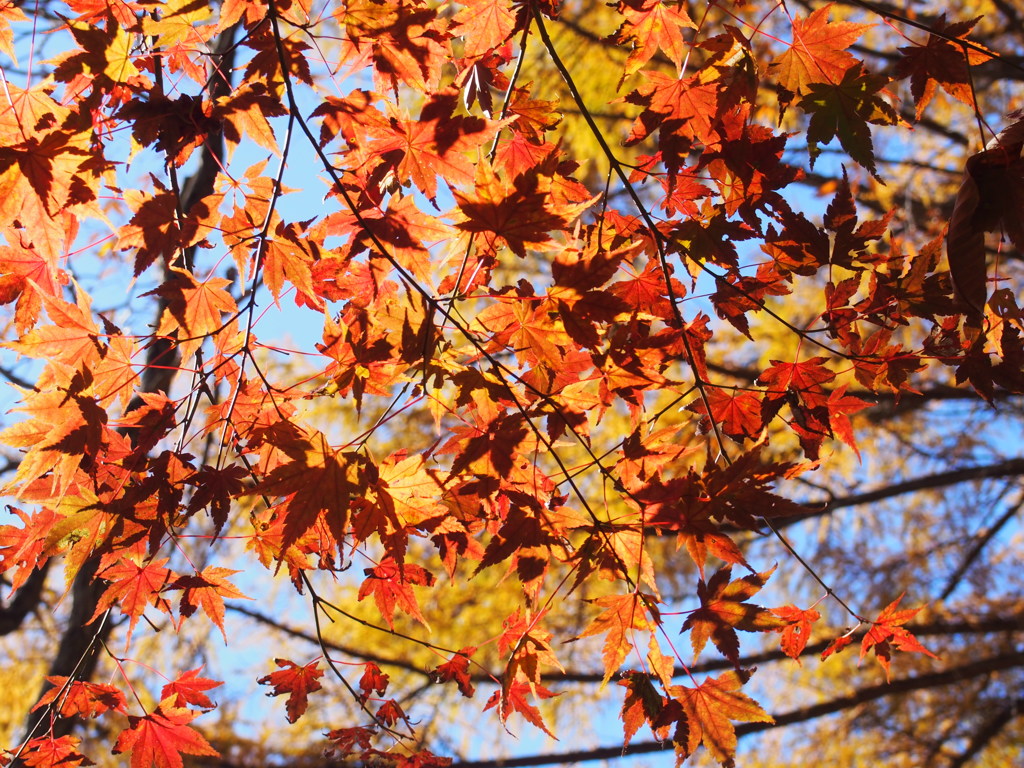 青空と紅葉