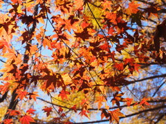 青空と紅葉