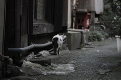 悟