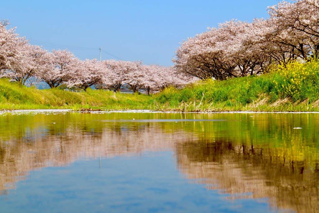 川面に映る桜並木