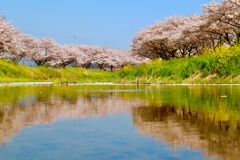 川面に映る桜並木