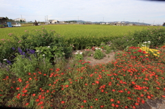 田園の フラワーロード