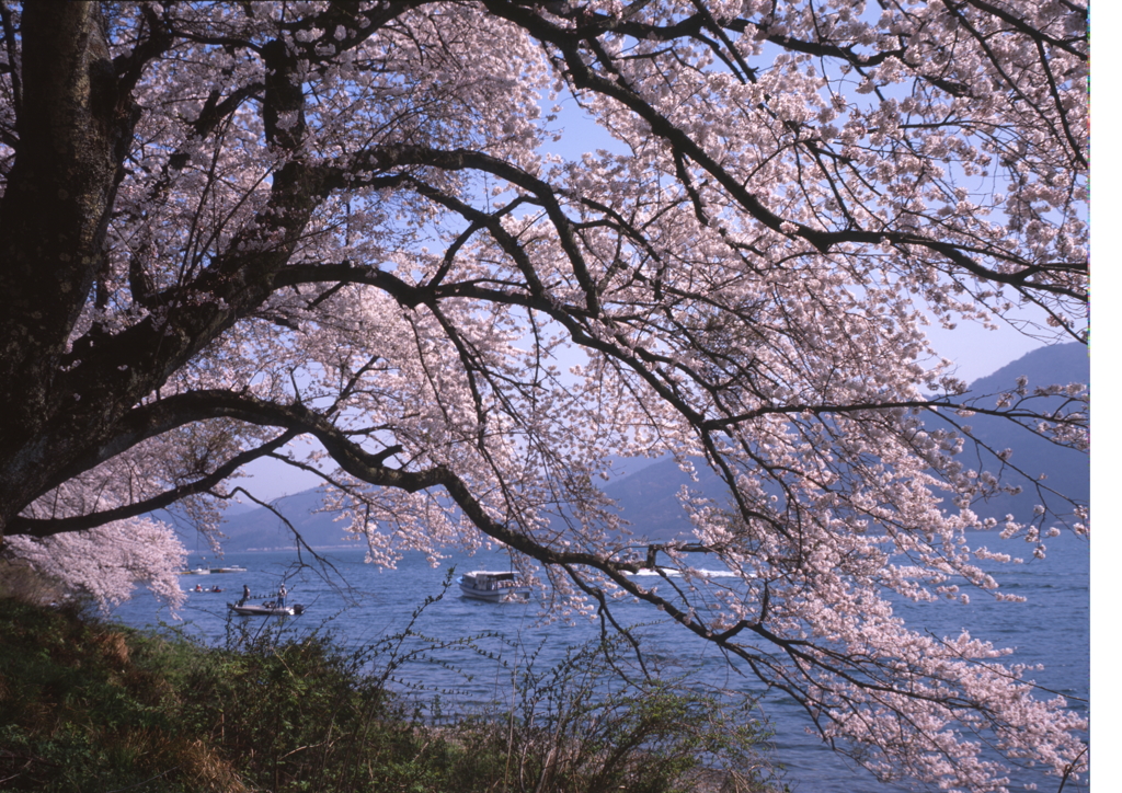 琵琶湖桜