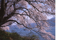 琵琶湖桜