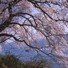 琵琶湖桜