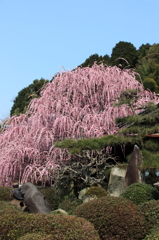  しだれ梅