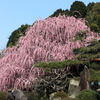  しだれ梅
