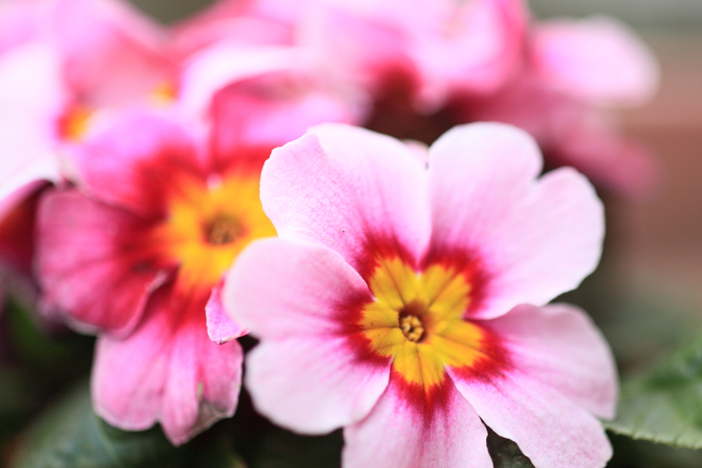 ピンクの花
