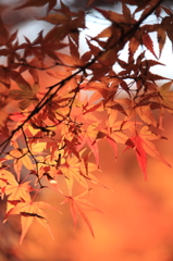 燃える 紅葉
