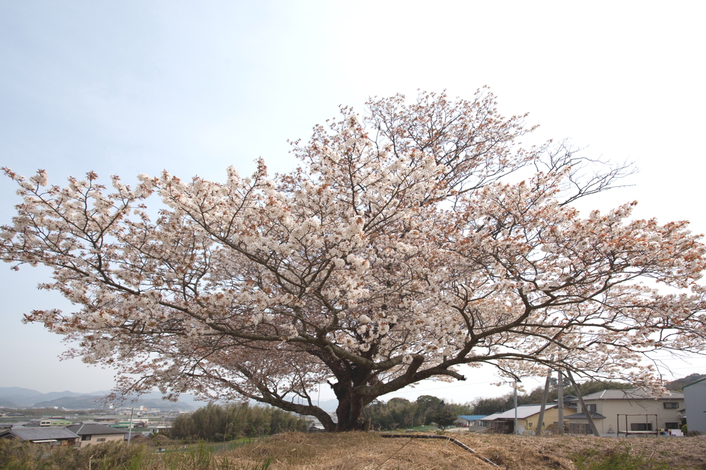 一本桜