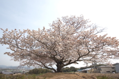 一本桜