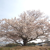 一本桜