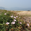 浜昼顔